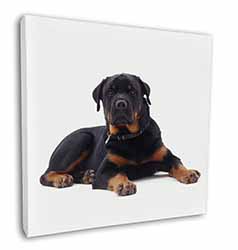 Rottweiler Dog Square Canvas 12"x12" Wall Art Picture Print