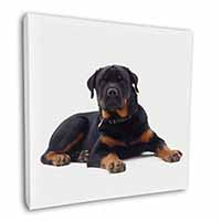 Rottweiler Dog Square Canvas 12"x12" Wall Art Picture Print