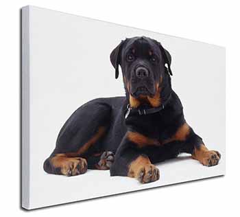 Rottweiler Dog Canvas X-Large 30"x20" Wall Art Print