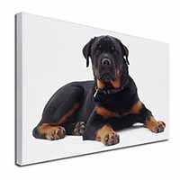 Rottweiler Dog Canvas X-Large 30"x20" Wall Art Print