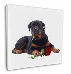 Rottweiler Dog with a Red Rose Square Canvas 12"x12" Wall Art Picture Print