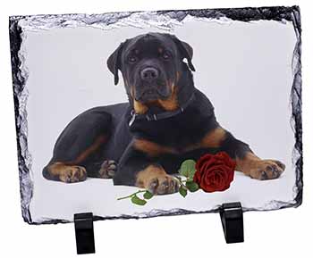 Rottweiler Dog with a Red Rose, Stunning Photo Slate