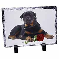 Rottweiler Dog with a Red Rose, Stunning Photo Slate