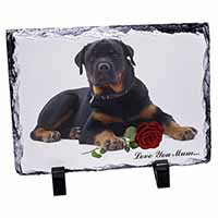 Rottweiler+Rose 