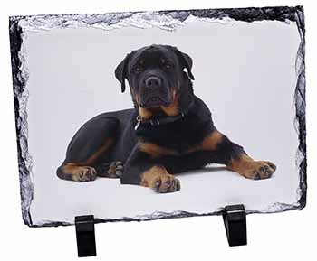 Rottweiler Dog, Stunning Photo Slate