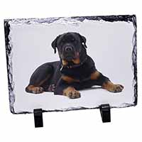 Rottweiler Dog, Stunning Photo Slate