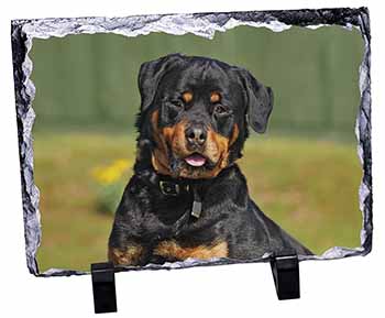  Rottweiler Dog, Stunning Photo Slate