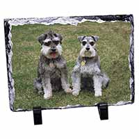 Schnauzer Dogs, Stunning Photo Slate