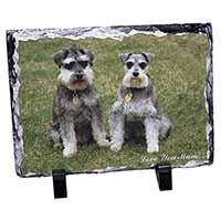 Schnauzers 