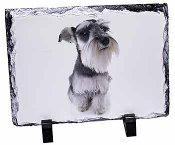 Schnauzer Dog, Stunning Photo Slate