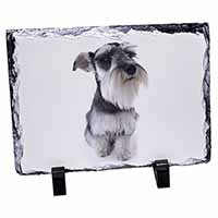 Schnauzer Dog, Stunning Photo Slate