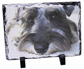 Schnauzer Dog, Stunning Photo Slate