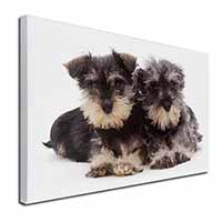 Miniature Schnauzer Dogs Canvas X-Large 30"x20" Wall Art Print