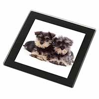 Miniature Schnauzer Dogs Black Rim High Quality Glass Coaster