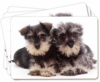 Miniature Schnauzer Dogs Picture Placemats in Gift Box