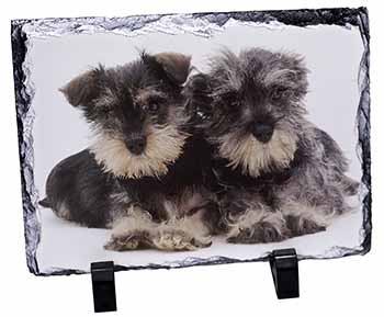 Miniature Schnauzer Dogs, Stunning Photo Slate