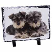 Miniature Schnauzer Dogs, Stunning Animal Photo Slate