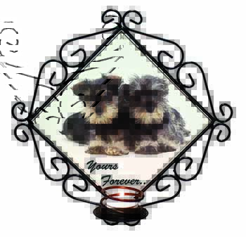 Schnauzer Dog 