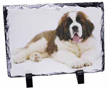 St Bernard Dog, Stunning Photo Slate