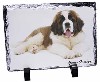 St Bernard Dog 