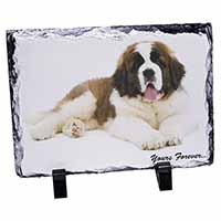 St Bernard Dog 