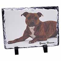 Staffordshire Bull Terrier 