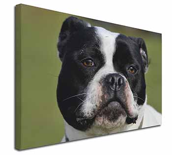 Black and White Staffordshire Bull Terrier Canvas X-Large 30"x20" Wall Art Print