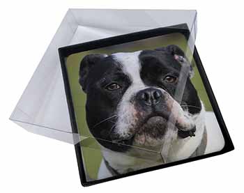 4x Black and White Staffordshire Bull Terrier Picture Table Coasters Set in Gift