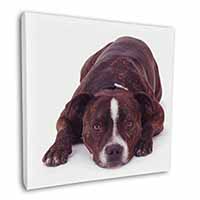 Staffordshire Bull Terrier Dog Square Canvas 12"x12" Wall Art Picture Print