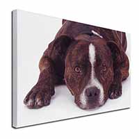 Staffordshire Bull Terrier Dog Canvas X-Large 30"x20" Wall Art Print