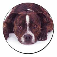 Staffordshire Bull Terrier Dog Fridge Magnet Printed Full Colour