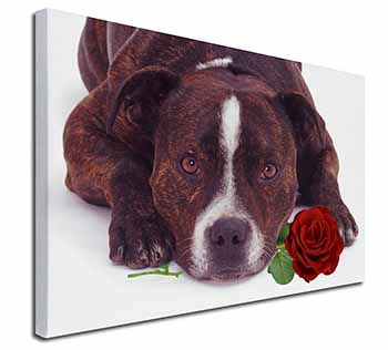 Brindle Staffie with Rose Canvas X-Large 30"x20" Wall Art Print
