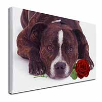 Brindle Staffie with Rose Canvas X-Large 30"x20" Wall Art Print