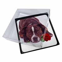 4x Brindle Staffie with Rose Picture Table Coasters Set in Gift Box