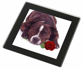 Brindle Staffie with Rose Black Rim High Quality Glass Coaster