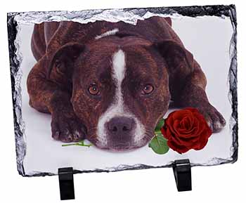 Brindle Staffie with Rose, Stunning Photo Slate