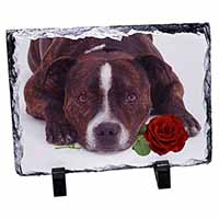 Brindle Staffie with Rose, Stunning Photo Slate