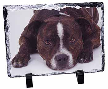 Staffordshire Bull Terrier Dog, Stunning Photo Slate