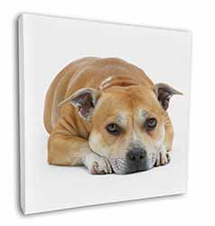 Red Staffordshire Bull Terrier Dog Square Canvas 12"x12" Wall Art Picture Print