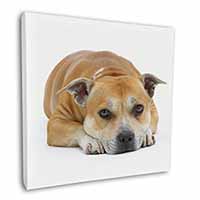 Red Staffordshire Bull Terrier Dog Square Canvas 12"x12" Wall Art Picture Print