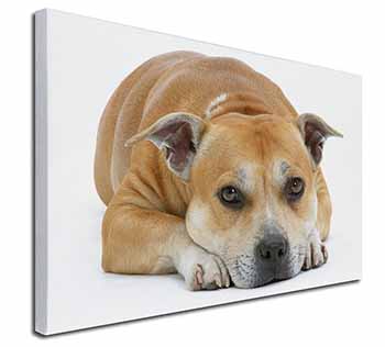 Red Staffordshire Bull Terrier Dog Canvas X-Large 30"x20" Wall Art Print
