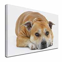 Red Staffordshire Bull Terrier Dog Canvas X-Large 30"x20" Wall Art Print