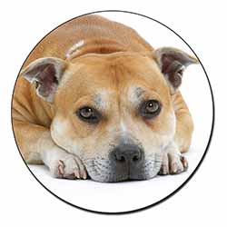 Red Staffordshire Bull Terrier Dog Fridge Magnet Printed Full Colour