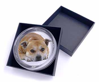 Red Staffordshire Bull Terrier Dog Glass Paperweight in Gift Box