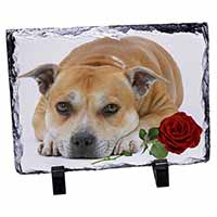 Red Staffie with Rose, Stunning Photo Slate