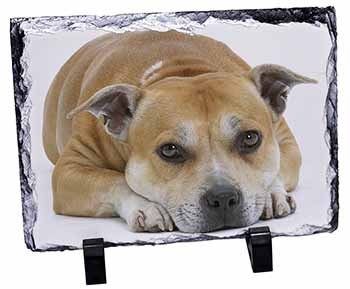 Red Staffordshire Bull Terrier Dog, Stunning Photo Slate