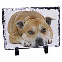 Red Staffordshire Bull Terrier Dog, Stunning Photo Slate