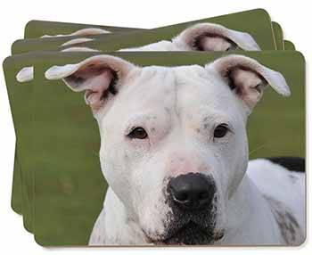 American Staffordshire Bull Terrier Dog Picture Placemats in Gift Box