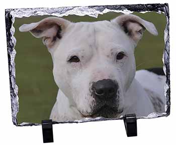 American Staffordshire Bull Terrier Dog, Stunning Photo Slate