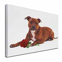 Staffie with Red Rose Canvas X-Large 30"x20" Wall Art Print